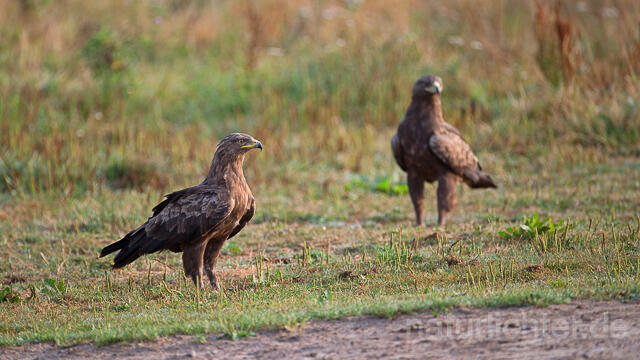 R15314 Schreiadler, Paar, Lesser Spotted Eagle couple - Christoph Robiller