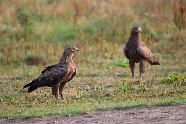 R15315 Schreiadler, Paar, Lesser Spotted Eagle couple - Christoph Robiller