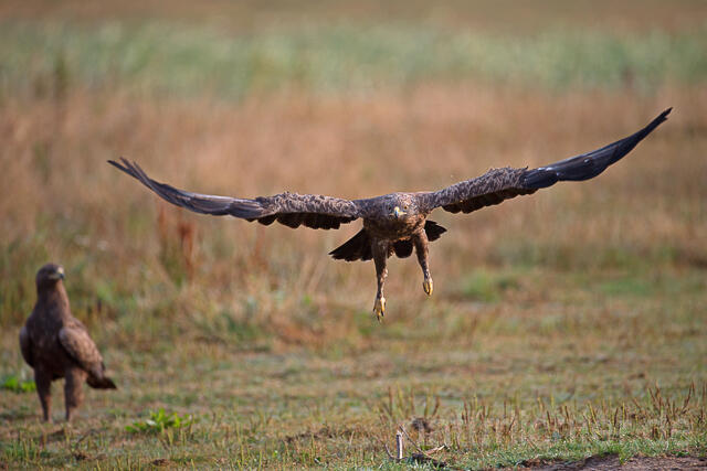 R15319 Schreiadler im Flug, Lesser Spotted Eagle flying - Christoph Robiller