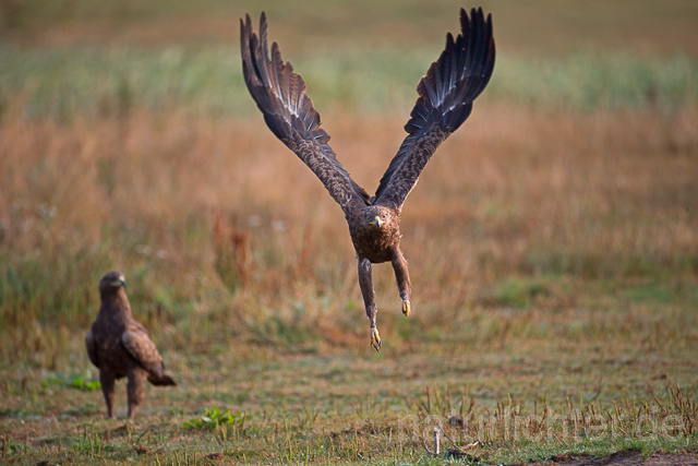 R15324 Schreiadler im Flug, Lesser Spotted Eagle flying - Christoph Robiller