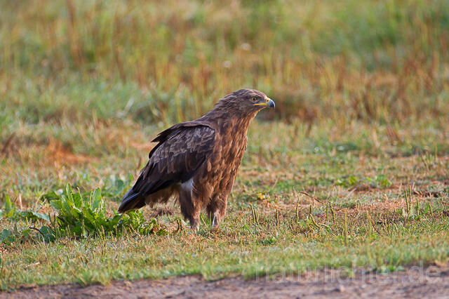 R15325 Schreiadler, Lesser Spotted Eagle - Christoph Robiller