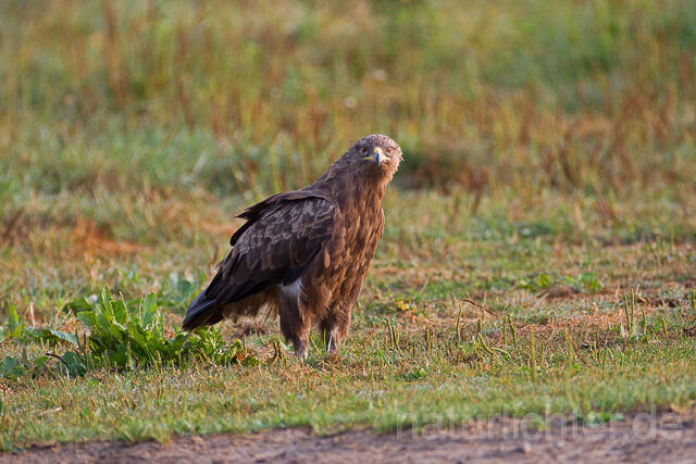 R15326 Schreiadler, Lesser Spotted Eagle - Christoph Robiller