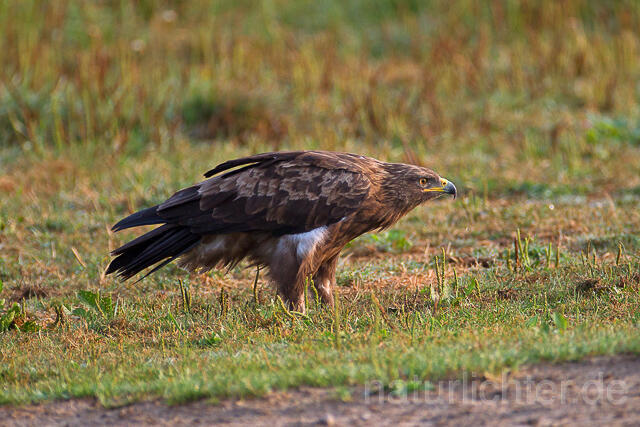 R15327 Schreiadler, Lesser Spotted Eagle - Christoph Robiller
