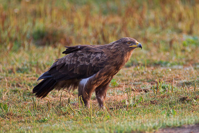 R15329 Schreiadler, Lesser Spotted Eagle - Christoph Robiller