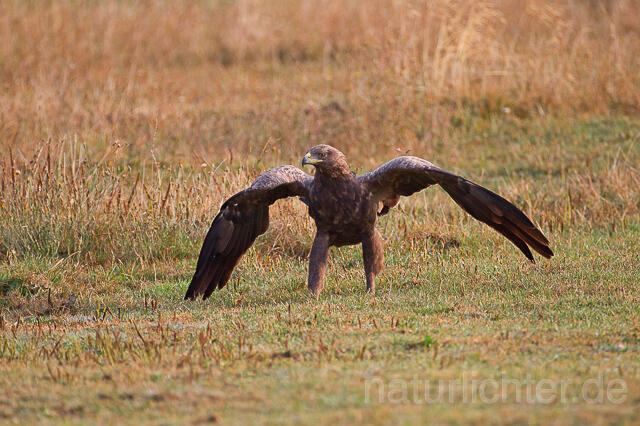 R15330 Schreiadler laufend, Lesser Spotted Eagle - Christoph Robiller