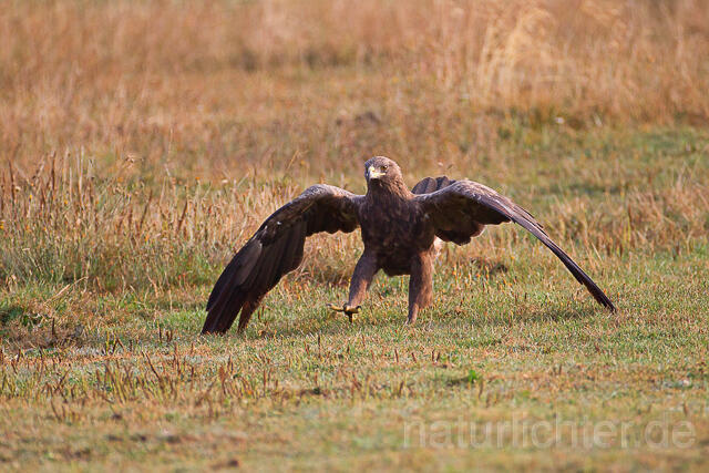 R15331 Schreiadler laufend, Lesser Spotted Eagle - Christoph Robiller
