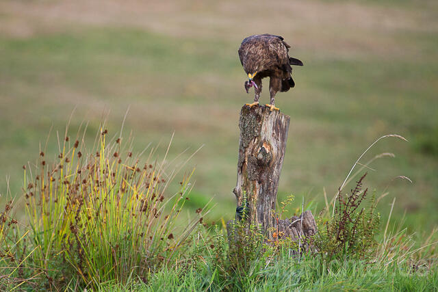 R15337 Schreiadler mit Beute, Lesser Spotted Eagle with prey - Christoph Robiller