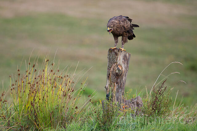 R15338 Schreiadler mit Beute, Lesser Spotted Eagle with prey - Christoph Robiller