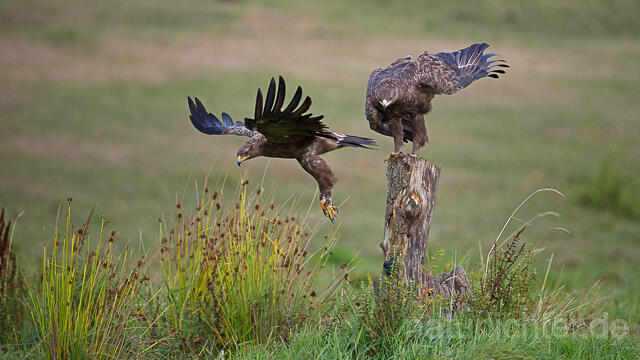 R15339 Schreiadler, Paar, Lesser Spotted Eagle couple - Christoph Robiller