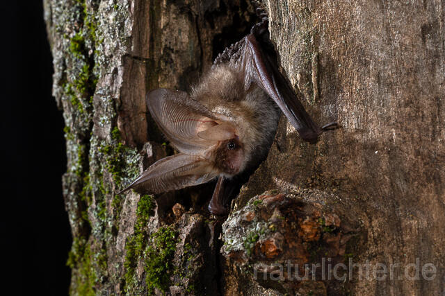 R15387 Braunes Langohr in Baumhöhle, Brown Long-eared Bat - Christoph Robiller