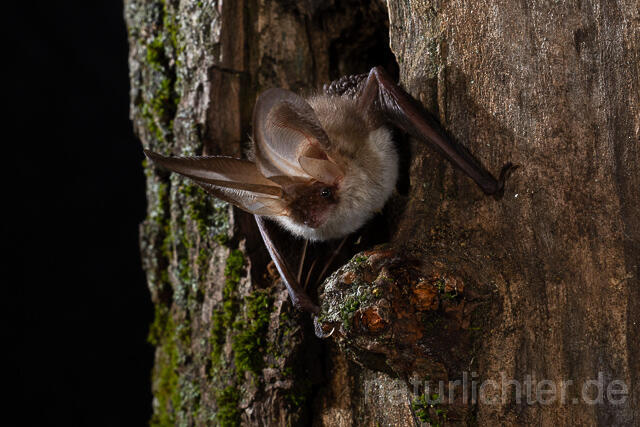 R15384 Braunes Langohr in Baumhöhle, Brown Long-eared Bat - Christoph Robiller