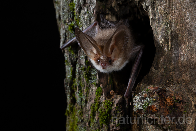 R15385 Braunes Langohr in Baumhöhle, Brown Long-eared Bat - Christoph Robiller