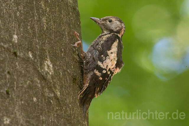 W22715  Buntspecht, Great Spotted Woodpecker