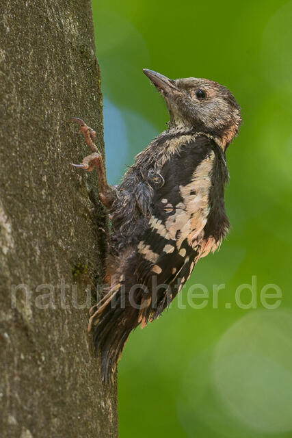 W22716 Buntspecht, Great Spotted Woodpecker