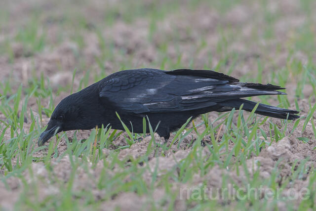 W22770 Rabenkrähe, Carrion Crow