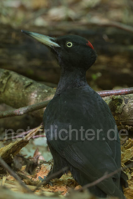 W22807 Schwarzspecht, Black Woodpecker