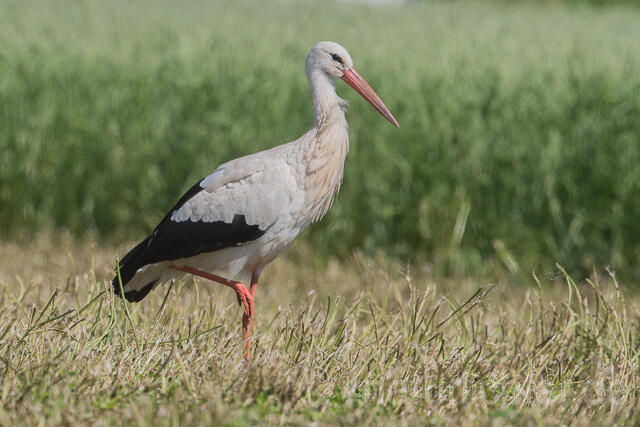 W22872 Weißstorch, White Stork