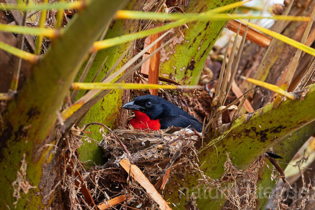 R15396 Rotbauchwürger auf Nest, Crimson-breasted shrike at nest - Christoph Robiller