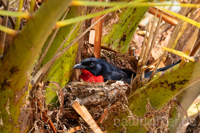 R15400 Rotbauchwürger auf Nest, Crimson-breasted shrike at nest - Christoph Robiller