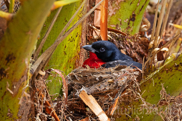 R15401 Rotbauchwürger auf Nest, Crimson-breasted shrike at nest - Christoph Robiller