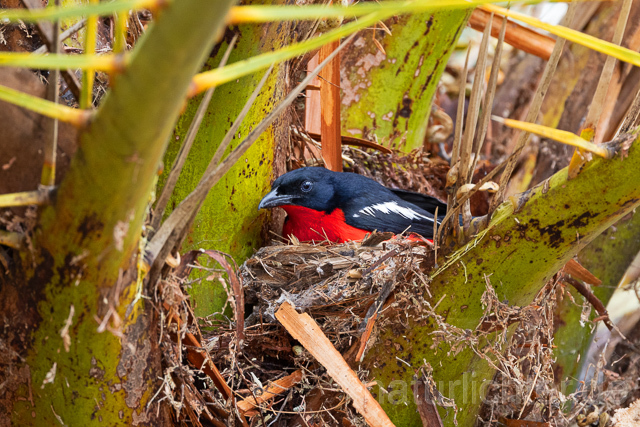 R15406 Rotbauchwürger auf Nest, Crimson-breasted shrike at nest - Christoph Robiller