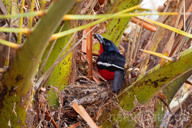 R15407 Rotbauchwürger auf Nest, Crimson-breasted shrike at nest - Christoph Robiller