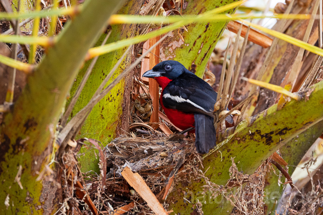 R15408 Rotbauchwürger auf Nest, Crimson-breasted shrike at nest - Christoph Robiller