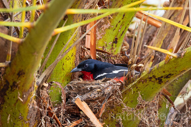 R15409 Rotbauchwürger auf Nest, Crimson-breasted shrike at nest - Christoph Robiller