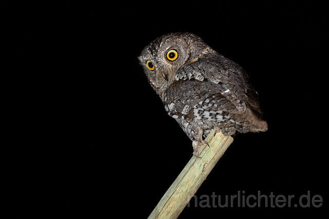 R15434 African scops owl, Afrika-Zwergohreule - Christoph Robiller
