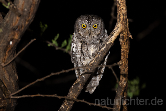 R15435 African scops owl, Afrika-Zwergohreule - Christoph Robiller