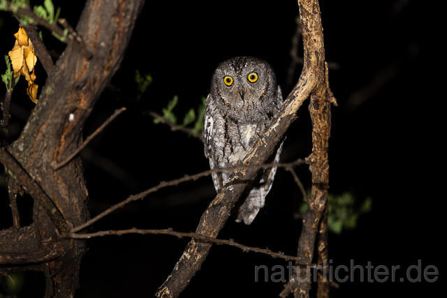 R15436 African scops owl, Afrika-Zwergohreule - Christoph Robiller