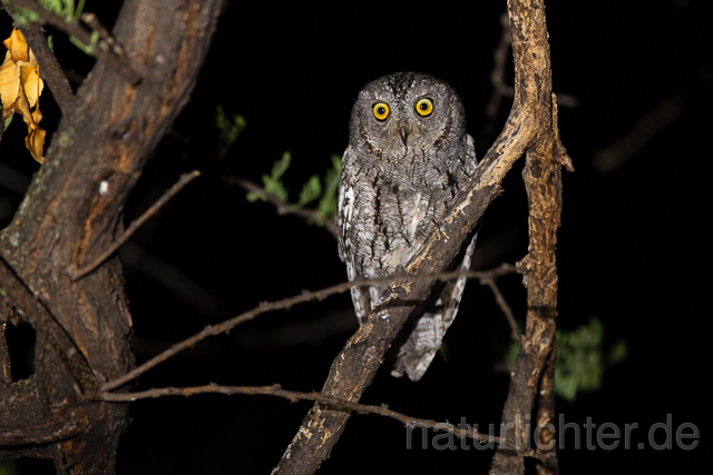R15437 African scops owl, Afrika-Zwergohreule - Christoph Robiller