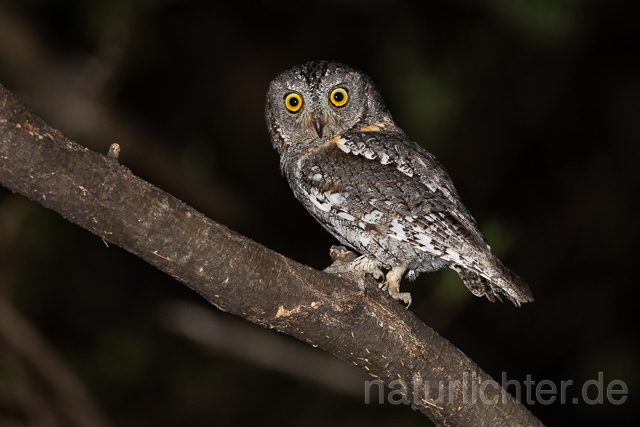 R15438 African scops owl, Afrika-Zwergohreule - Christoph Robiller