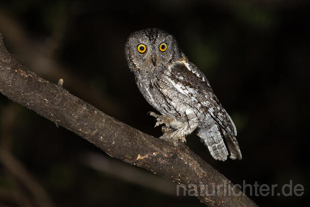 R15439 African scops owl, Afrika-Zwergohreule - Christoph Robiller