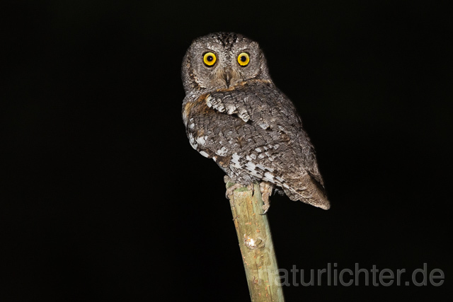 R15442 African scops owl, Afrika-Zwergohreule - Christoph Robiller
