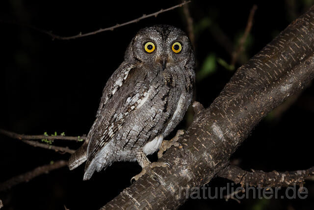 R15444 African scops owl, Afrika-Zwergohreule - Christoph Robiller