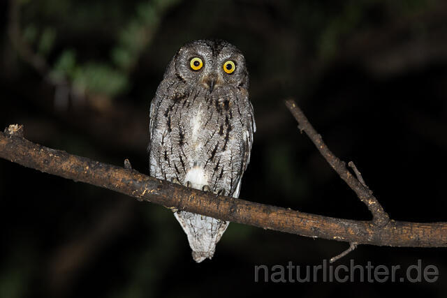R15445 African scops owl, Afrika-Zwergohreule - Christoph Robiller