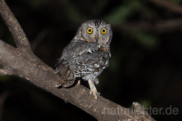 R15446 African scops owl, Afrika-Zwergohreule - Christoph Robiller