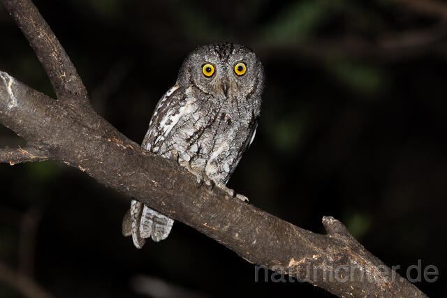 R15447 African scops owl, Afrika-Zwergohreule - Christoph Robiller