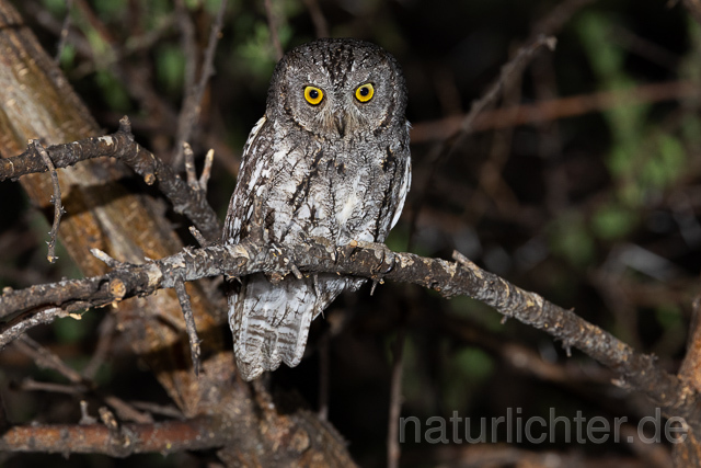 R15448 African scops owl, Afrika-Zwergohreule - Christoph Robiller