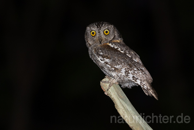 R15451 African scops owl, Afrika-Zwergohreule - Christoph Robiller