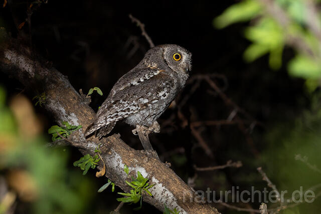 R15452 African scops owl, Afrika-Zwergohreule - Christoph Robiller