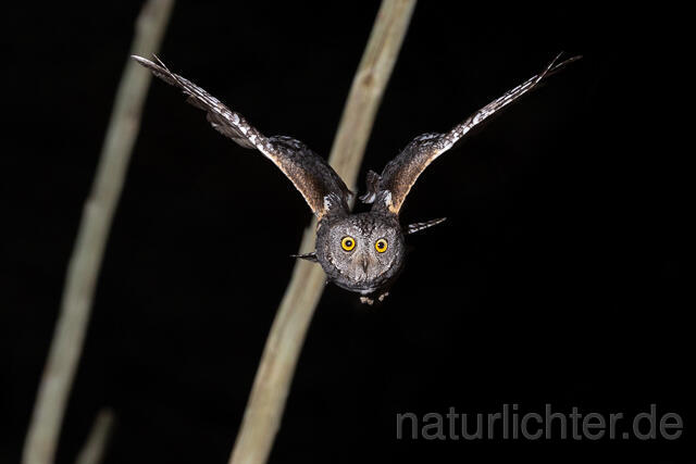 R15453 African scops owl flying, Afrika-Zwergohreule im Flug - Christoph Robiller