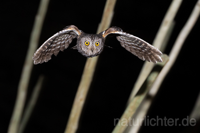 R15454 African scops owl flying, Afrika-Zwergohreule im Flug - Christoph Robiller