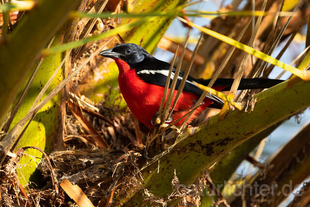 R15459 Rotbauchwürger am Nest, Crimson-breasted shrike at nest - Christoph Robiller