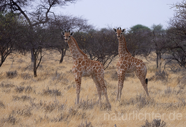 R15390 Angola-Giraffe, Angolan giraffe - Christoph Robiller