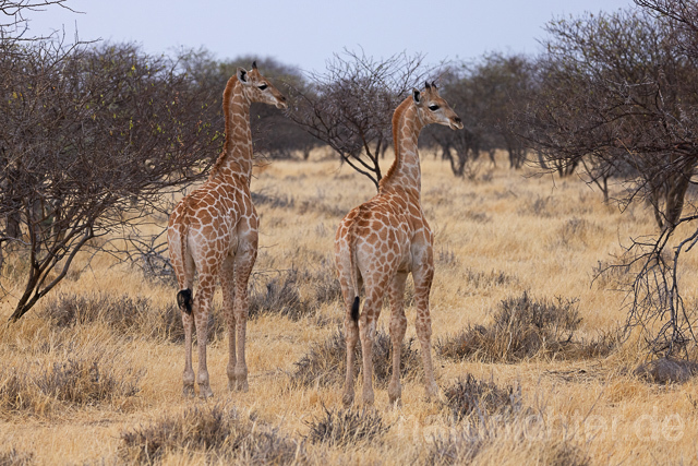 R15391 Angola-Giraffe, Angolan giraffe - Christoph Robiller
