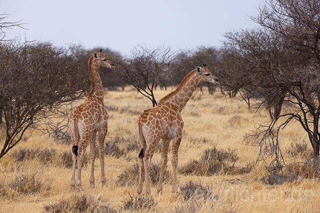 R15392 Angola-Giraffe, Angolan giraffe - Christoph Robiller