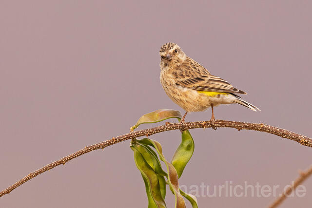 R15486 Angolagirlitz, Black-throated canary - Christoph Robiller