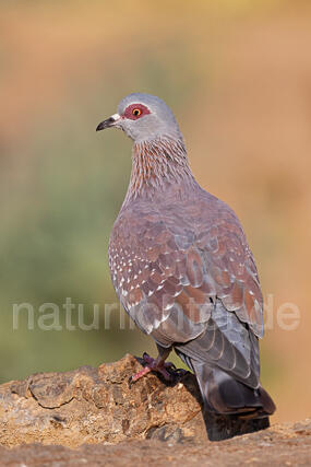 R15496 Guineataube, Speckled pigeon - Christoph Robiller